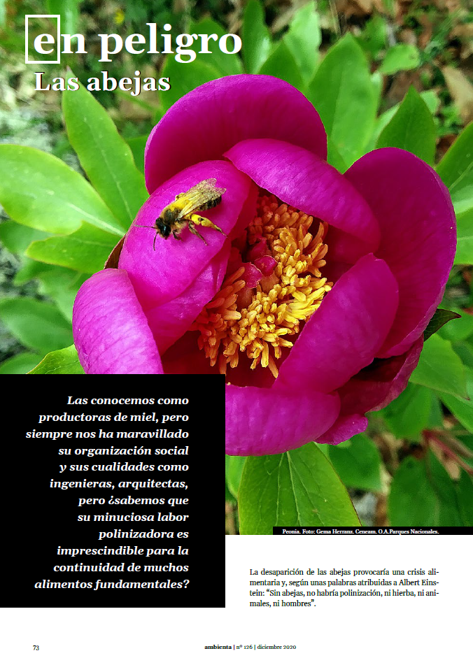 En peligro: las abejas
