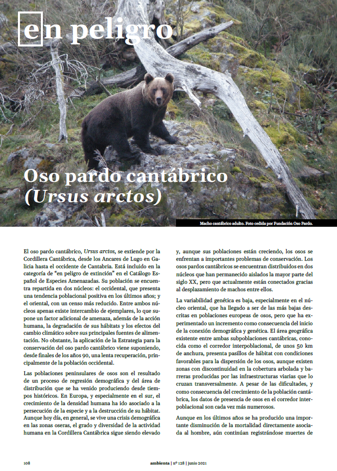 En peligro. Oso pardo