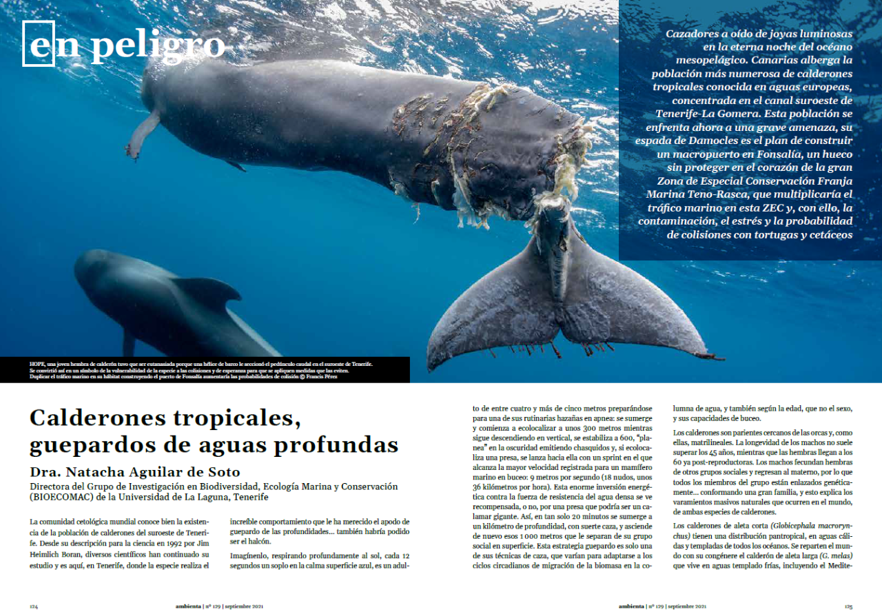 En peligro. Calderones tropicales, guepardos de aguas profundas